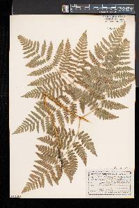 Pteridium aquilinum var. latiusculum image