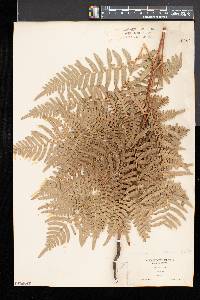 Pteridium aquilinum var. latiusculum image