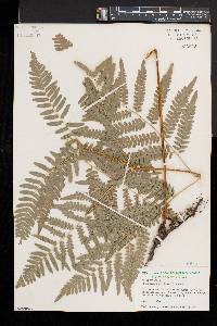 Pteridium aquilinum var. latiusculum image