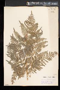 Pteridium aquilinum var. latiusculum image