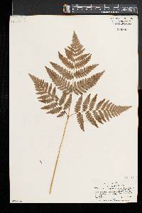 Pteridium aquilinum var. latiusculum image