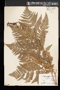 Pteridium aquilinum var. latiusculum image