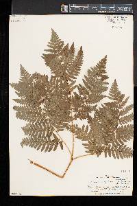 Pteridium aquilinum var. latiusculum image