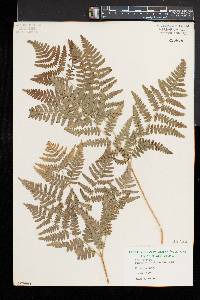 Pteridium aquilinum var. latiusculum image