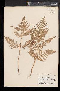 Pteridium aquilinum subsp. pseudocaudatum image