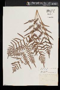 Pteridium aquilinum subsp. pseudocaudatum image