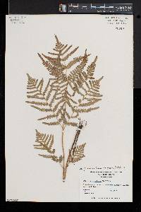 Pteridium aquilinum subsp. pseudocaudatum image