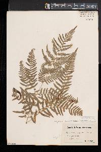 Pteridium aquilinum subsp. pseudocaudatum image