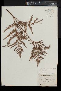 Pteridium aquilinum subsp. pseudocaudatum image