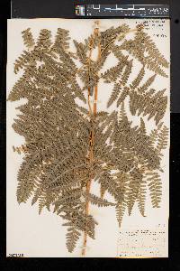 Pteridium aquilinum var. pubescens image