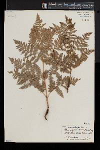 Pteridium aquilinum var. pubescens image