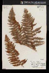 Pteridium aquilinum var. pubescens image