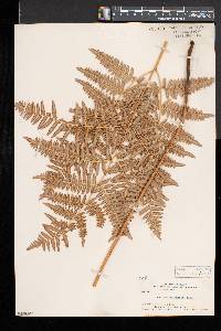 Pteridium aquilinum var. pubescens image