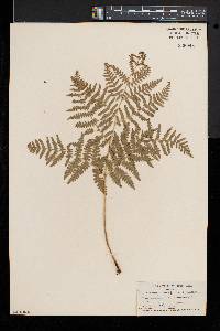 Pteridium aquilinum var. pubescens image