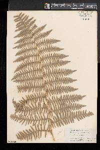 Pteridium aquilinum var. pubescens image