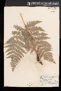 Pteridium aquilinum var. pubescens image