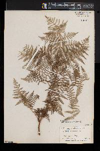 Pteridium aquilinum var. caudatum image