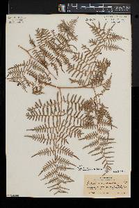 Pteridium aquilinum var. caudatum image