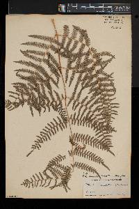 Pteridium aquilinum var. caudatum image