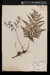 Pteridium aquilinum var. latiusculum image