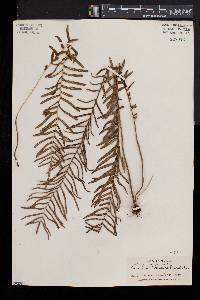 Pteris bahamensis image