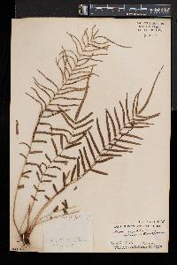 Pteris bahamensis image