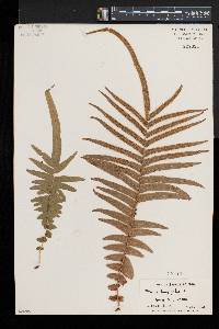 Pteris longifolia image