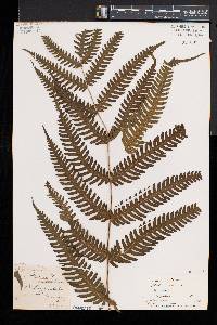 Pteris biaurita image