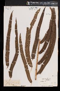 Pteris grandifolia image