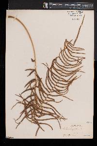 Pteris longifolia image