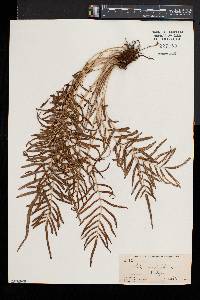 Pteris longifolia image