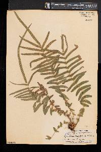 Pteris longifolia image