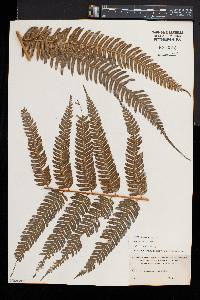 Pteris biaurita image