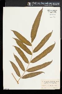 Pteris pulchra image