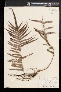 Pteris longifolia image