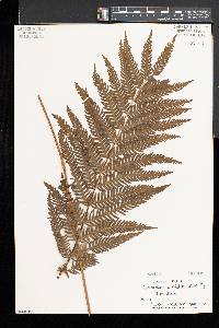 Pteris wallichiana image