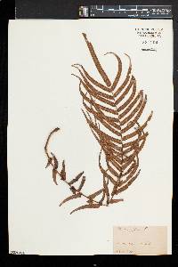 Pteris longifolia image