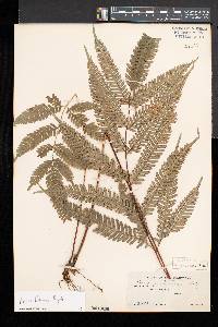 Pteris blumeana image