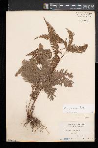 Pteris blumeana image