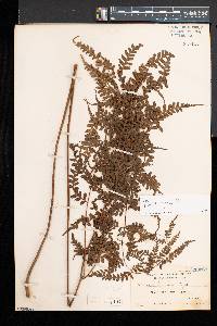 Pteris longipes image