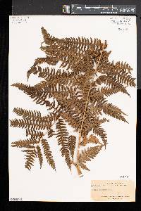 Pteris tripartita image