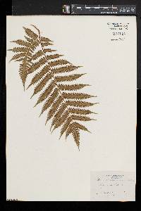 Pteris tripartita image