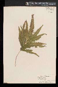 Pteris cretica image