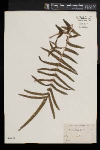 Pteris longifolia image