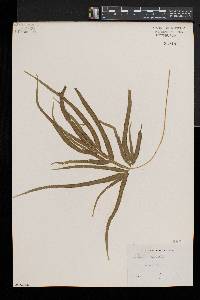 Pteris serrulata image
