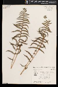 Thelypteris palustris var. pubescens image