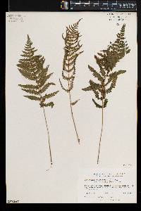 Thelypteris palustris var. pubescens image