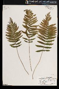Thelypteris palustris var. pubescens image