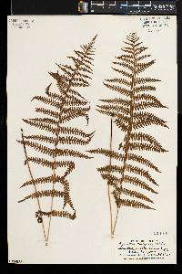 Thelypteris palustris var. pubescens image