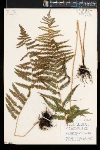 Thelypteris palustris var. pubescens image